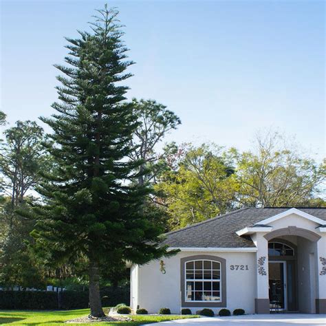 Norfolk Island Pine Trees for Sale– FastGrowingTrees.com