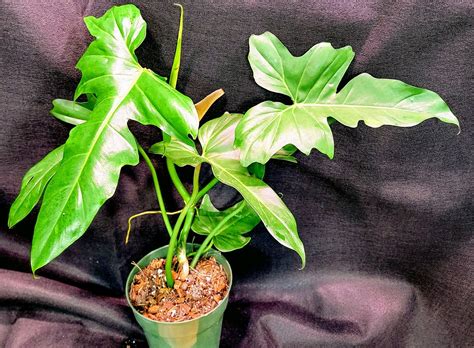Rare Philodendron Species 12 Stunning Plants You Need To See