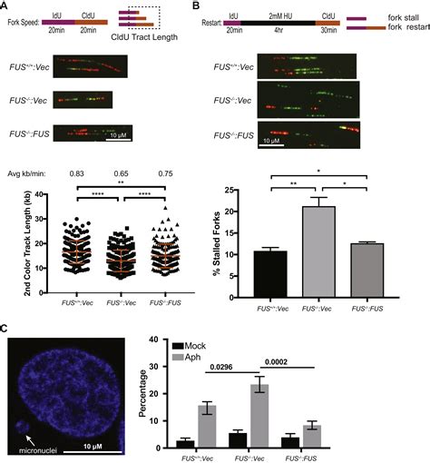 Fused In Sarcoma Regulates Dna Replication Timing And Kinetics