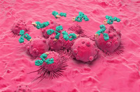 Monoclonal Antibody Therapy For Kidney Cancer Illustration Stock