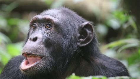 13 Days Primate And Birding Uganda Tour Journeys Uganda