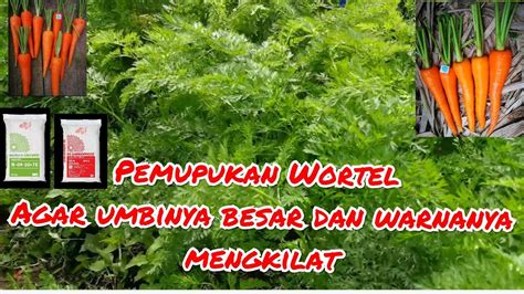 Cara Memberi Pupuk Pada Wortel Sinautani