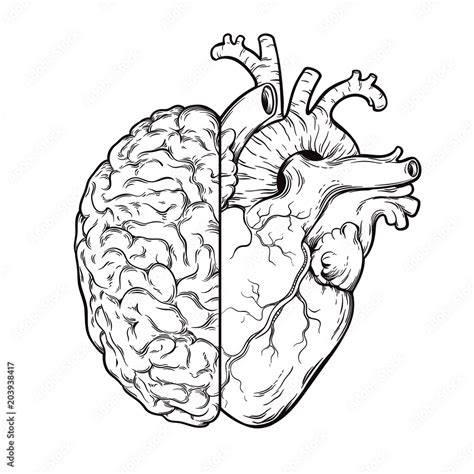 Hand Drawn Line Art Human Brain And Heart Halfs Logic And Emotion