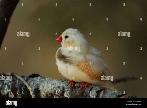 The Zebra Finch Taeniopygia Guttata Colour Mutation Bred In Captivity