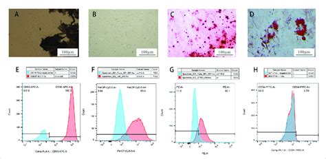 Pdlscs Identification A Primary Culture Of Pdlscs Cells Crawled Out