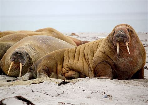 Le morse, entre chasse et changement climatique - Conservation Nature