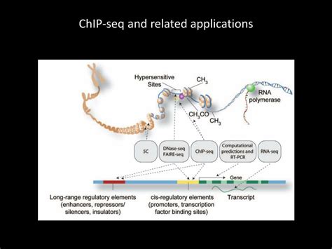 PPT ChIP Seq And Related Applications PowerPoint Presentation Free