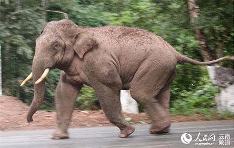 Stories Of Wild Asian Elephants In Sw Chinas Yunnan 3 Peoples Daily Online