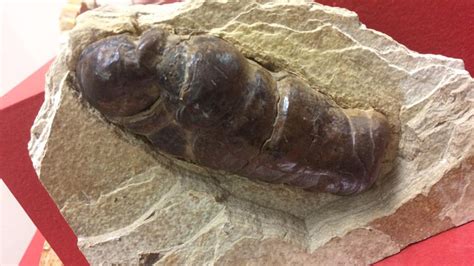 Museum unveils 'largest collection of fossilized poop' | FOX 13 Tampa Bay