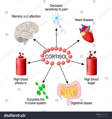 Cortisol Hormone Functions Body Hormone Released Stock Illustration