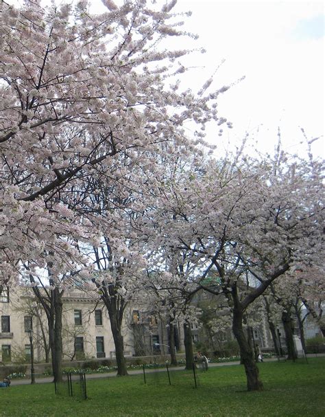 How Sakura Park Got Its Lovely Cherry Trees Ephemeral New York