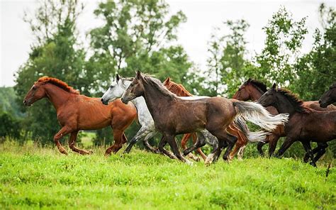 Wild Horses Running Wallpaper