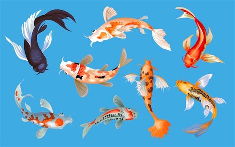 Ilustración de vector de peces koi carpa japonesa y koi oriental