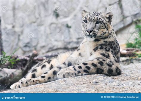 Irbis, Snow Leopard. Panthera Uncia Editorial Image - Image of leopard, facing: 129502265