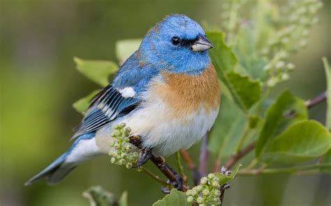 Papel de parede Pássaros Animais natureza ramo animais selvagens