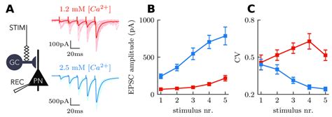 Effects Of Extracellular Calcium Concentration On Stp Dynamics At