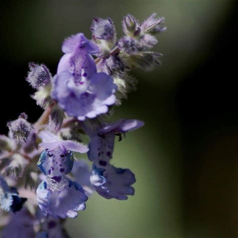 How to Care for Catnip - Indoor Plant Guides