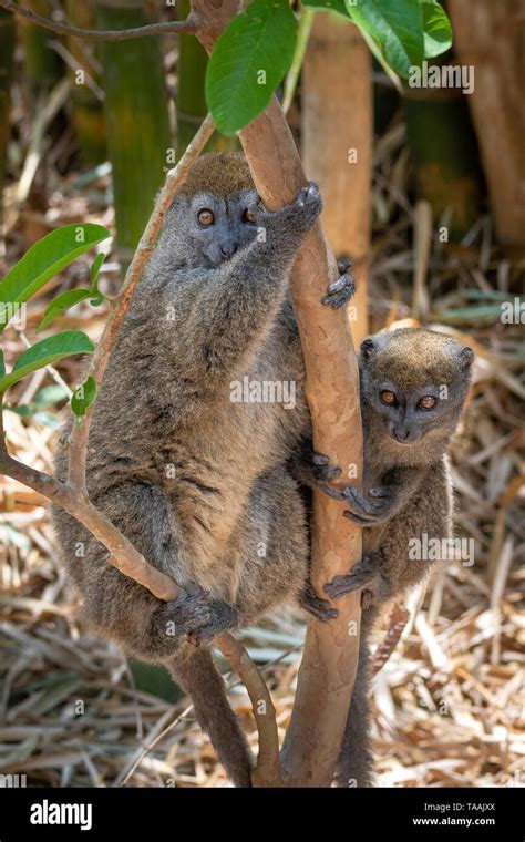 The Eastern Lesser Bamboo Lemur Hapalemur Griseus Also Known As The