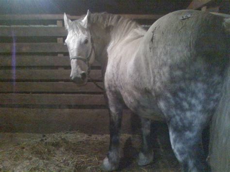 Amish Horses: Clydesdale Horses