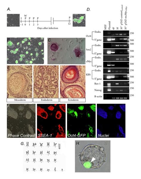 Osk Ptat Mcmyc Treated Mef Display The Hallmarks Of Pluripotency A