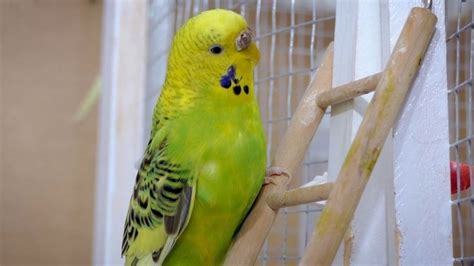 Singing Budgie Happy Song Most Beautiful Budgie Songs Ever