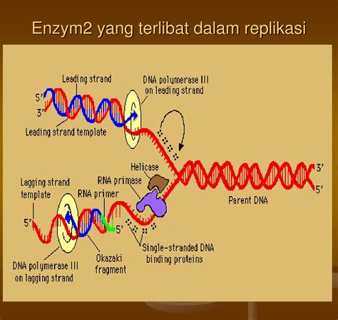 Ppt Replikasi Dna Powerpoint Presentation Free Download Id4960261