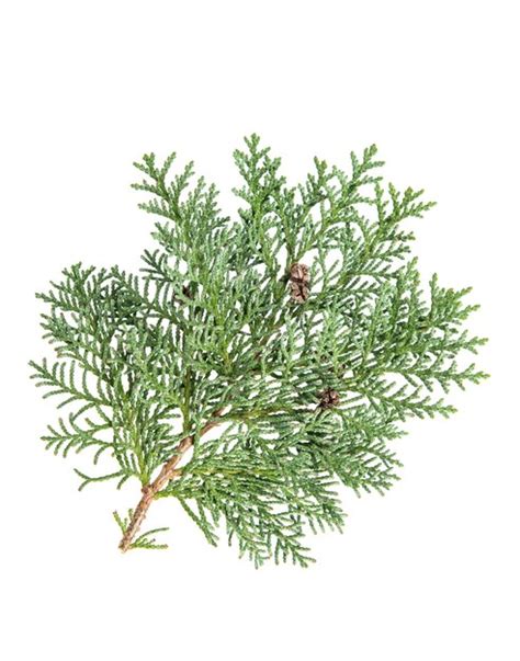 Premium Photo Thuja Leaves Isolated On White Background Evergreen Plant