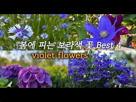 Best Violet Flowers Youtube