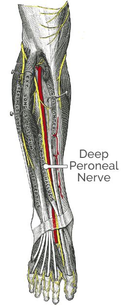 Ankle Dorsiflexion