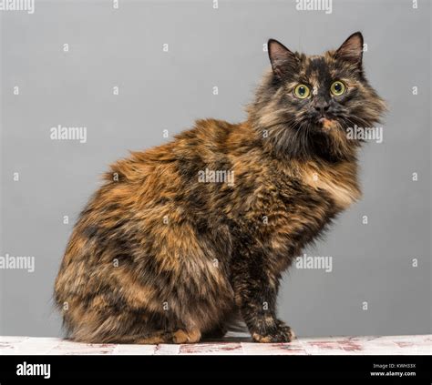 Long Haired Black Cat Hi Res Stock Photography And Images Alamy