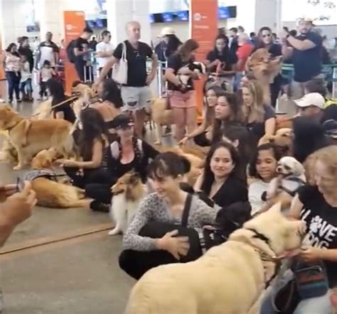 Tutores Fazem Protestos Em Aeroportos De Sinop V Rzea Grande E Outros