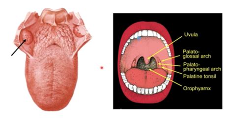 Ob15 Salivary Glands Tonsils Flashcards Quizlet