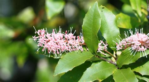 It Macadamia Ternifolia Sistematica Etimologia Habitat