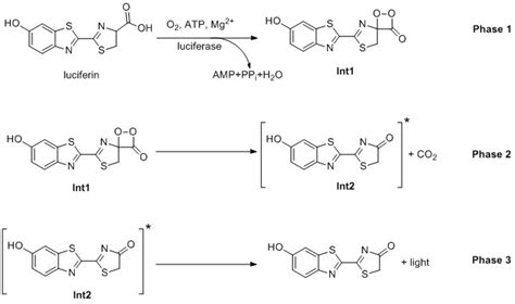 Bioluminescence — Chemie a světlo