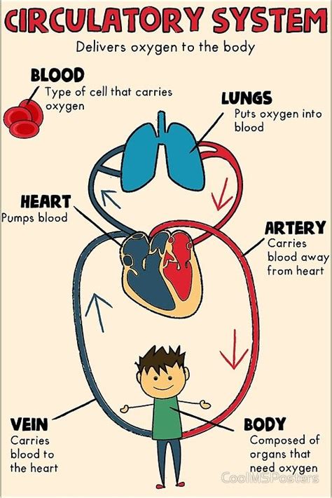 Circulatory System Lesson Plan For 5th Grade