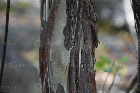 rainbow tree bark detail 17307983 Stock Photo at Vecteezy