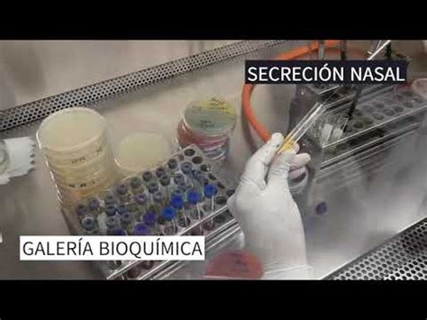 Bater As Bioqu Micas Para Enterobacterias Identificaci N