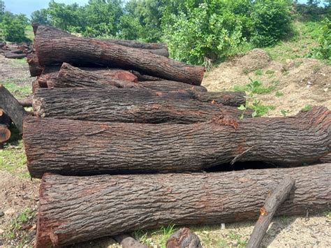 Brown Pine Firewood Logs At Rs Cubic Feet In Udaipur Id