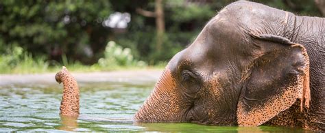 Samui Elephant Sanctuary Thailand