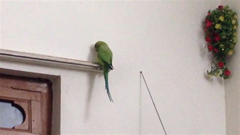 My Parrot Reply To Samsung Whistle Tones Part 1 YouTube