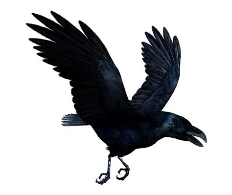 Common Raven Tattoo Bird Drawing Clip Art Flying Crow Png Png