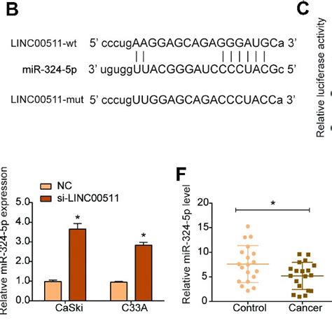 Linc Could Bind With Mir P In Cervical Cancer Cells A The