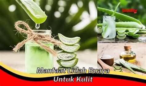 Temukan Manfaat Lidah Buaya Untuk Kulit Yang Jarang Diketahui Biotifor