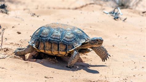 Desert Tortoises Are Up For Adoption In Arizona And You Can Get One