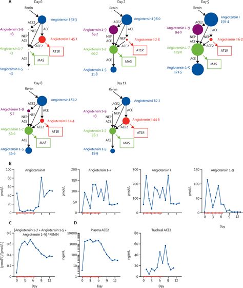 Human Recombinant Soluble ACE2 In Severe COVID 19 The Lancet