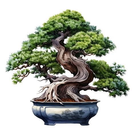 Premium Photo Watercolor Hinoki Cypress Bonsai Tree Cedar Pot Scale