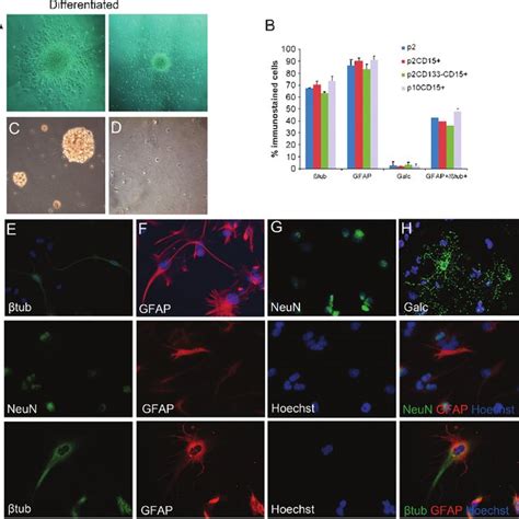 Expression of stem cell markers and proliferate marker Ki67 in ...