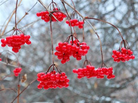 Калинка ягода - фото и картинки: 61 штук