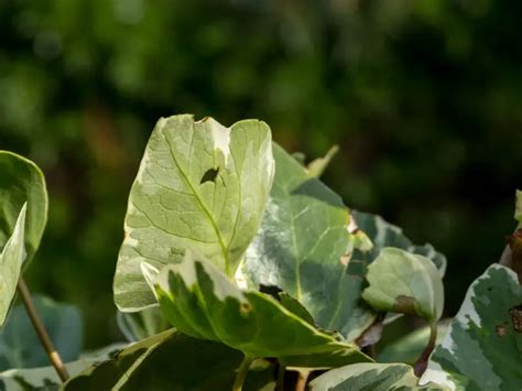 Elimina El Moho De Tus Plantas Con Este Remedio