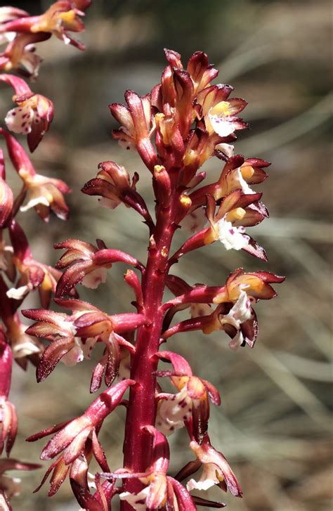 Spotted Coralroot Corallorhiza Maculata Rafinesque Rafi Flickr